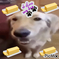 a moment with butter dog - GIF animado grátis