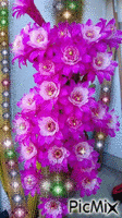 Orchids - Free animated GIF