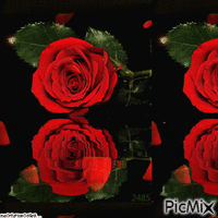 Rose Rouge - GIF animate gratis