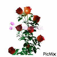 Roses - GIF animé gratuit