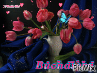 Buonasera - 無料のアニメーション GIF