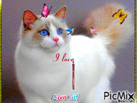 the cat - 無料のアニメーション GIF