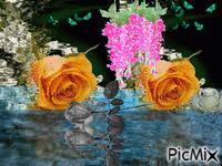 růže na hladině animēts GIF