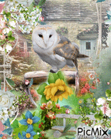 owl animovaný GIF