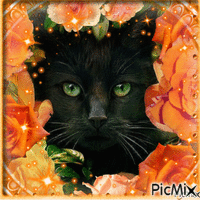 Cute black cat - GIF เคลื่อนไหวฟรี