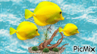 Yellow Tang - Free animated GIF