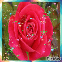 rosa - GIF animé gratuit