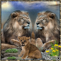 Lions - GIF animé gratuit