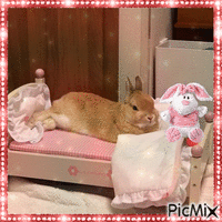 lapin couché