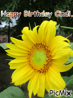 Birthday sunflower - Gratis animeret GIF