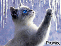 Icicles and Kitty - Bezmaksas animēts GIF
