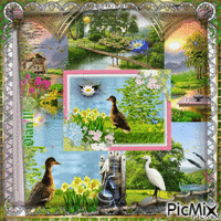 A Collage to Our Wildlife that we All so Enjoy - GIF animé gratuit