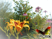 бабочка - Besplatni animirani GIF