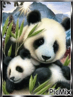 Natureza Panda κινούμενο GIF