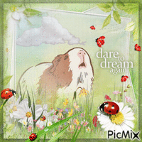 Guinea Pig Dreams - GIF animé gratuit