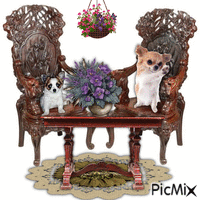Chihuahuas op stoeltjes animasyonlu GIF
