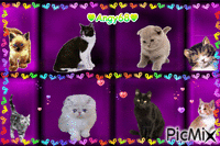 amore x i gatti GIF animata