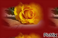 Rózsa - Darmowy animowany GIF