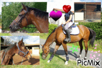 My horse and me - GIF animé gratuit