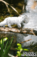 le chat qui traverse - Darmowy animowany GIF