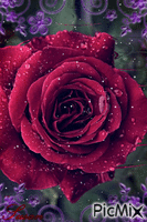 Rosa nevando - Безплатен анимиран GIF
