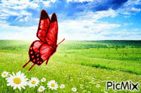 papillon 1 - Darmowy animowany GIF