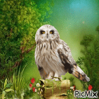 OWL Gif Animado