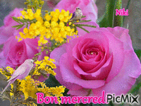 Roses et Mimosa, bon mercredi - Animovaný GIF zadarmo