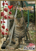 Défi (1) du 19/04 Mon FRIPOUILLE parti au Paradis des chats en 2014 (sida du chat) - Nemokamas animacinis gif
