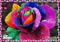 rosa multi cor animowany gif