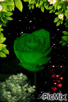 Rosa verde - GIF animé gratuit