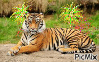 tigre - Δωρεάν κινούμενο GIF