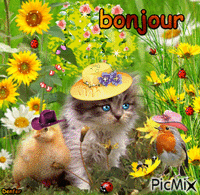 chat bonjour animowany gif