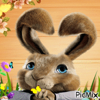 rabbit GIF animé