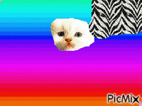 tatlı kedi - GIF animé gratuit