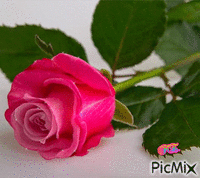 Egy szál rózsa. - Zdarma animovaný GIF