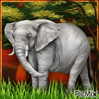 Elephant-RM-06-04-23 - Nemokamas animacinis gif