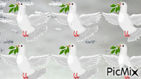 Porumbei - GIF animé gratuit