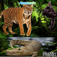 amazonie Animated GIF
