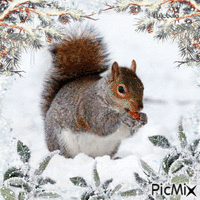 Squirrel in winter-contest