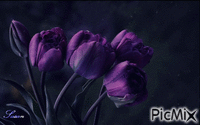 Tulipanes violeta