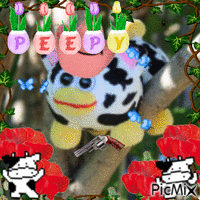 cow peepy