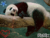 panda qui dort - Nemokamas animacinis gif