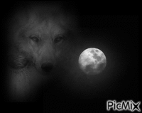 Lune et loup - 免费动画 GIF