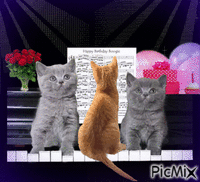 Cats playing Piano - Gratis animeret GIF