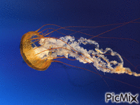 meduza - Darmowy animowany GIF