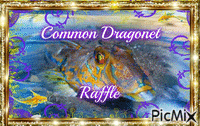 Common Dragonet - GIF animate gratis