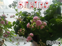 Spring animeret GIF