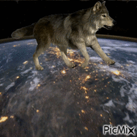 midnight wolf animerad GIF