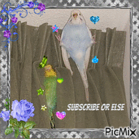 budgie subscribe